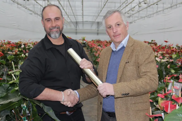 Anthurium production Dmmen Orange continues as Rijnplant