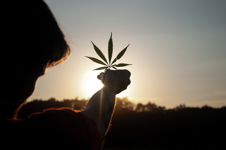 The Minnesotans legally growing their own marijuana The Minnesotans legally growing their own marijuana
