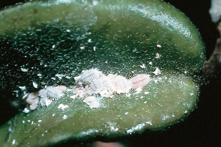 Why managing mealybugs starts with monitoring Why managing mealybugs starts with monitoring