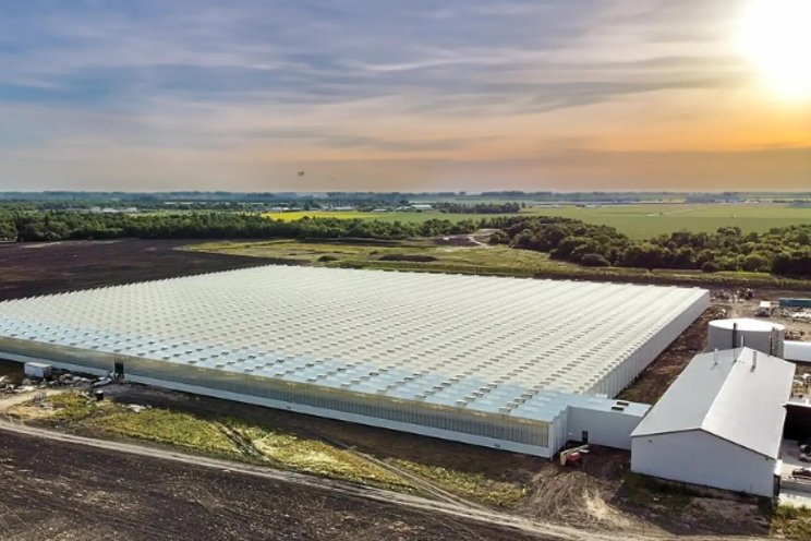 Tomato greenhouse opens in Manitoba