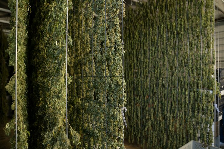 Using 'organic' is taboo for marijuana growers Using 'organic' is taboo for marijuana growers