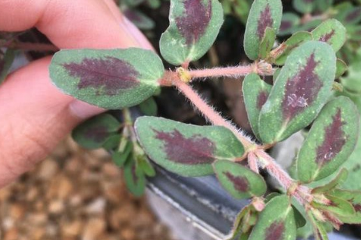 Managing spotted spurge in the greenhouse Managing spotted spurge in the greenhouse