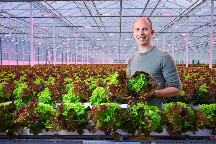 Signify helps Belgian lettuce grower transition