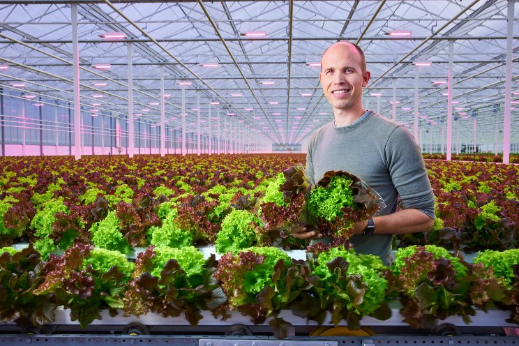 Signify helps Belgian lettuce grower transition Signify helps Belgian lettuce grower transition