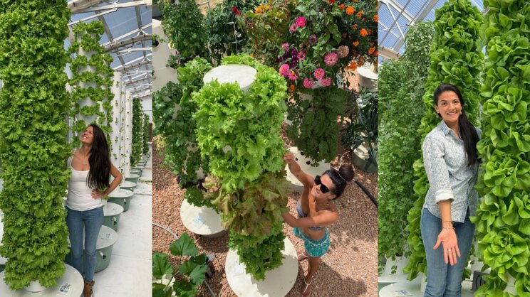 Top 10 lettuces to grow on the Tower Garden