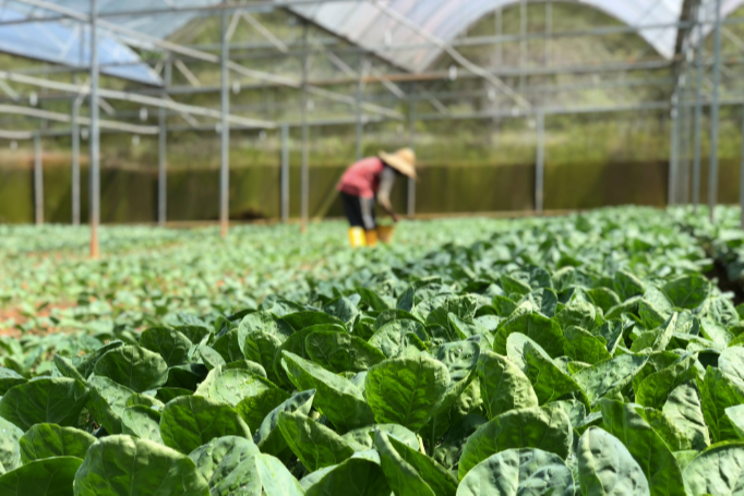 Balancing with AI and crop nutrient management Balancing with AI and crop nutrient management