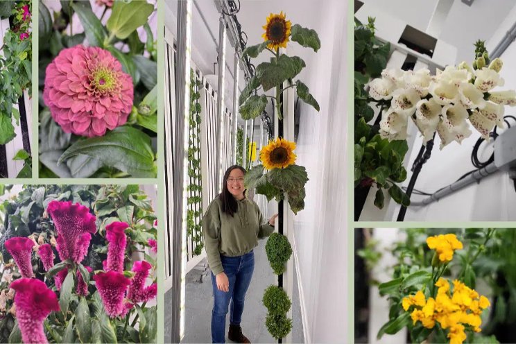 Flower power in hydroponic towers
