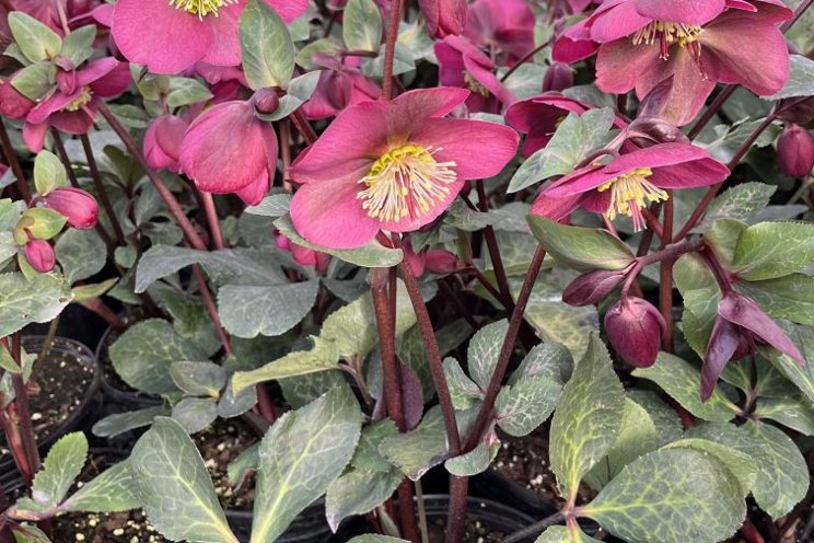 Demand for perennials is on the rise Demand for perennials is on the rise