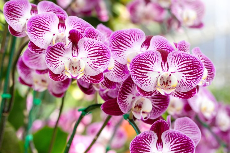 Westerlay launches new orchid line Westerlay launches new orchid line
