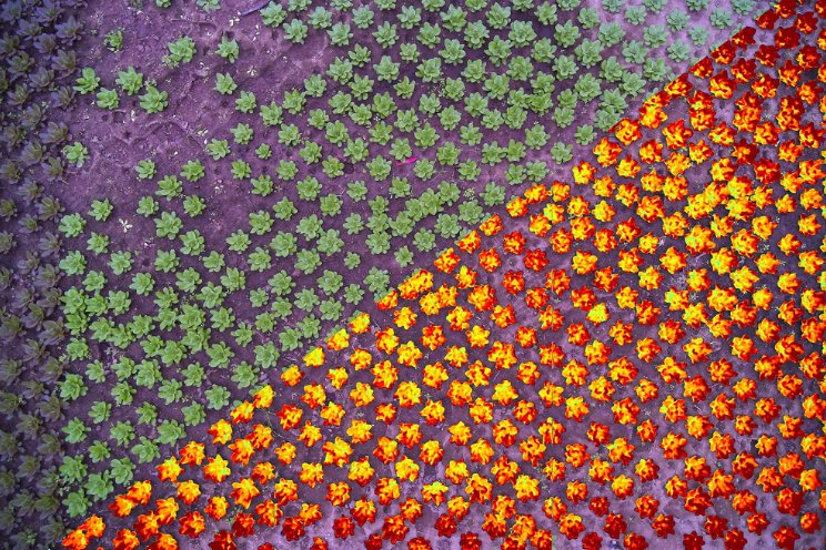 SOLLUM partners with Leaficient to optimize agricultural lighting SOLLUM partners with Leaficient to optimize agricultural lighting
