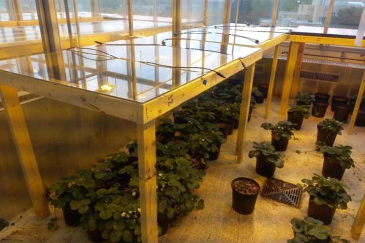 How solar panels can boost berries and cut emissions How solar panels can boost berries and cut emissions