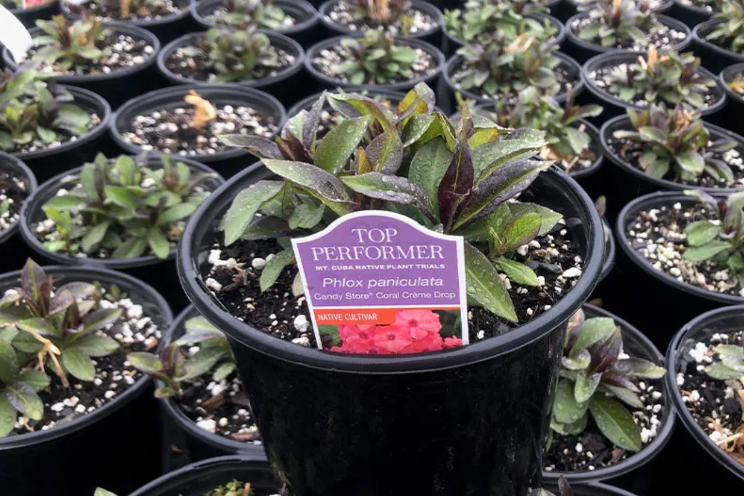 Mt. Cuba's native plant research hits retail Mt. Cuba's native plant research hits retail