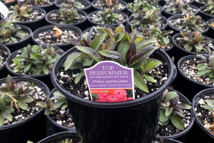 Mt. Cuba's native plant research hits retail