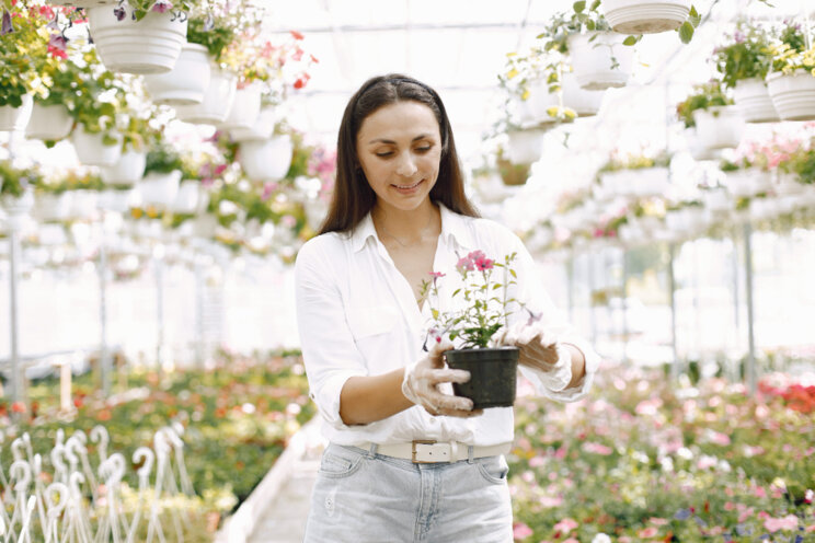 Get an up-close view of Cyclamen