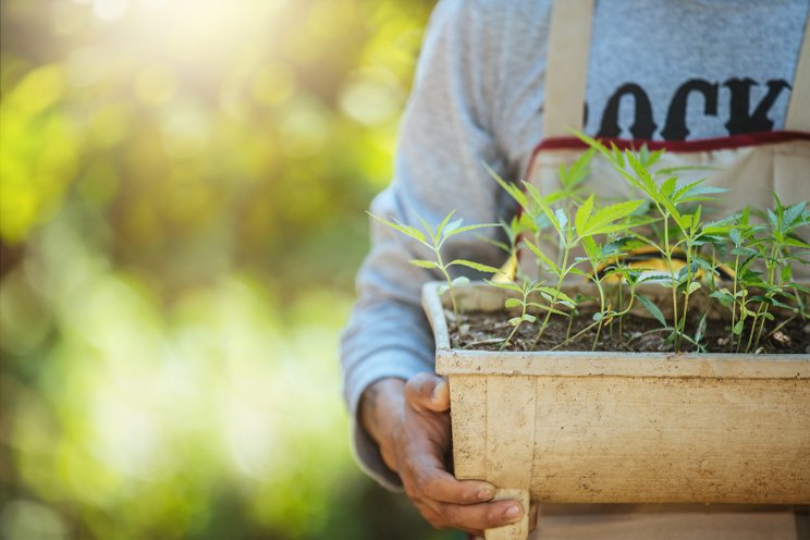 Dutch cannabis pilot phase starts in December Dutch cannabis pilot phase starts in December