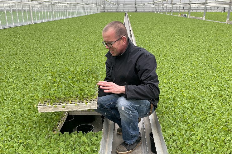 Brassica season at Beekenkamp Plants has started!