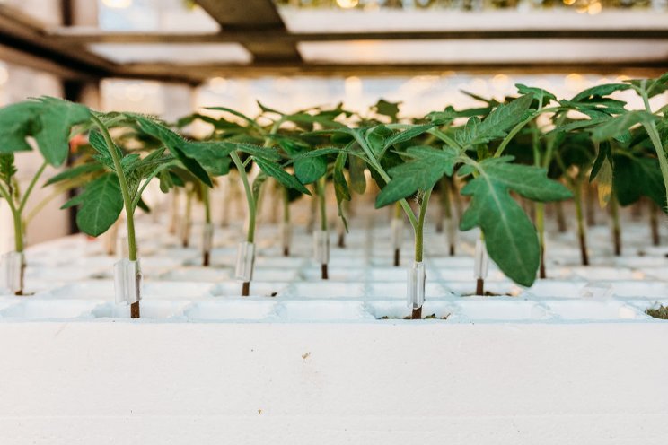 Hybrid lighting for cultivation location in Made