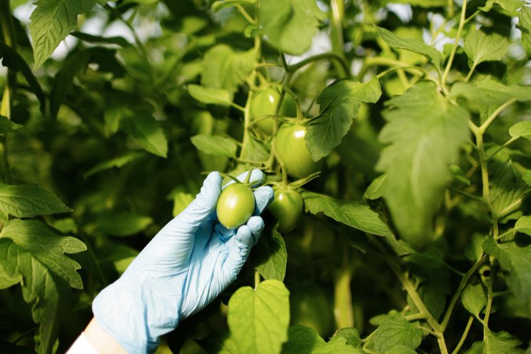 How one tomato company is targeting taste