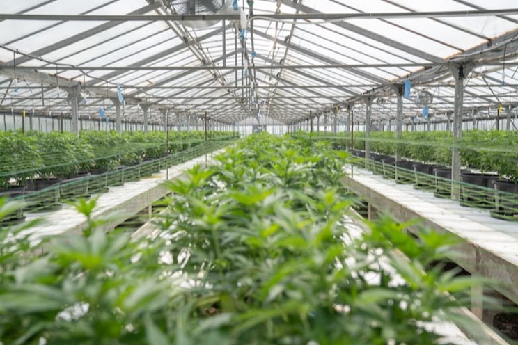 A glimpse into the 2022 Cannabis Lighting Market A glimpse into the 2022 Cannabis Lighting Market