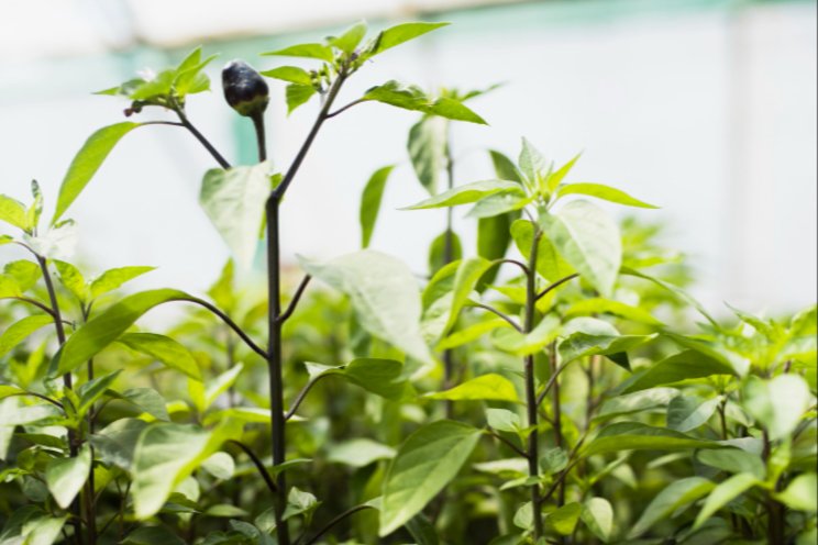 Smart sensors and their impact on modern indoor agriculture Smart sensors and their impact on modern indoor agriculture