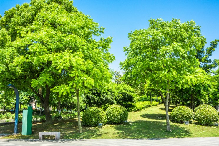 A new approach for selecting resilient urban trees