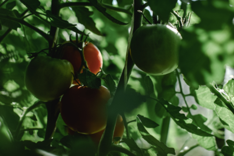 Cultivating the perfect tomato