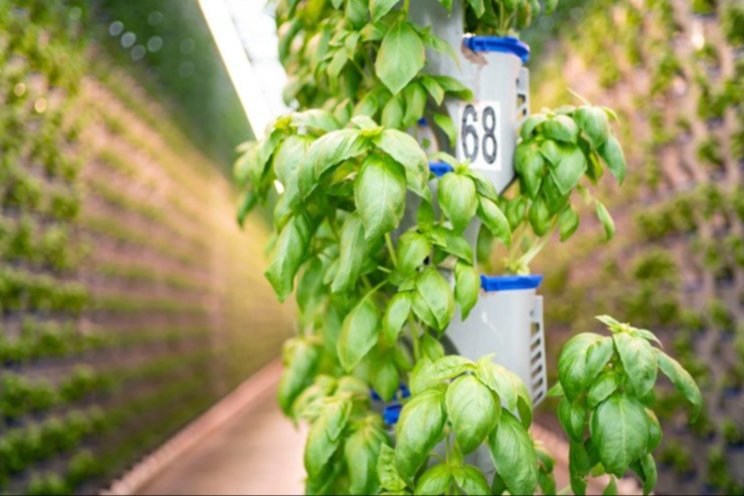 What is the Nutrient Film Technique (NFT) in hydroponics? What is the Nutrient Film Technique (NFT) in hydroponics?