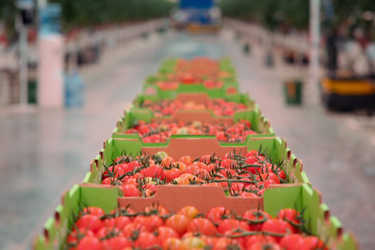 AppHarvest ships first tomatoes from Richmond