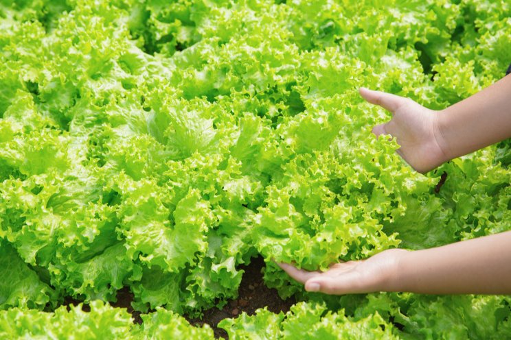 Trials test lettuce tipburn sensitivity in different cultivars
