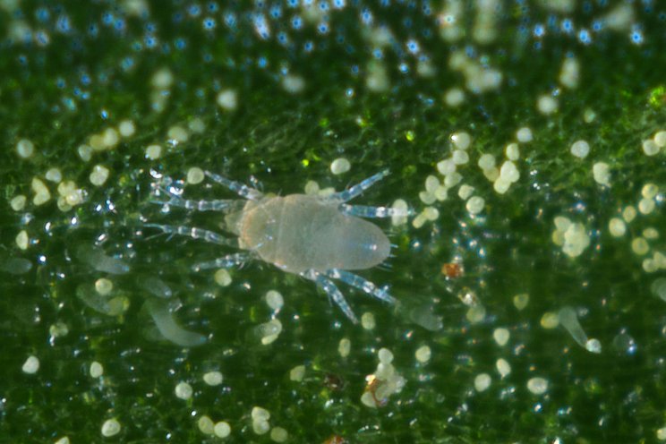 Award for simultaneously controlling pest&pathogen Award for simultaneously controlling pest&pathogen