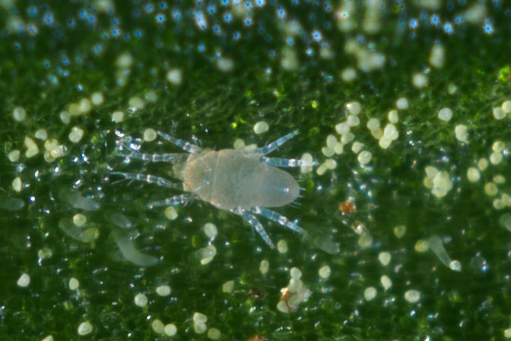 Award for simultaneously controlling pest&pathogen