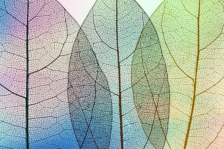 A rosy look for foliage trends in 2025 A rosy look for foliage trends in 2025