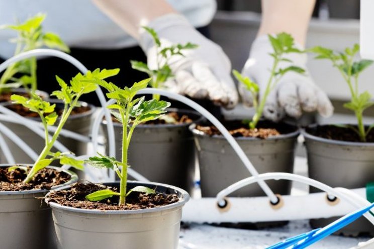 As a greenhouse manager, you must always be on standby As a greenhouse manager, you must always be on standby