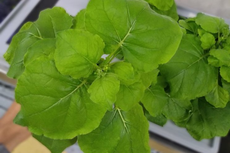 LettUsGROW trial growing Nicotiana benthamiana with aeroponics