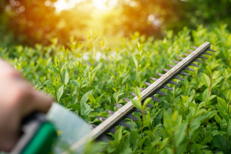 Exploring new nitrogen fertilizer options for modern greenhouses