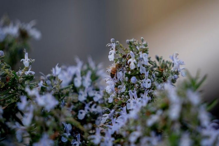 How you can help beneficial insects survive winter