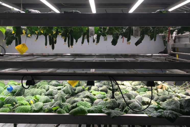 New possibilities for VF with high-wire crops New possibilities for VF with high-wire crops