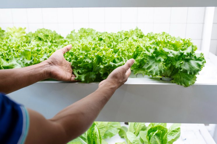 Vertical farms reach a tipping point Vertical farms reach a tipping point