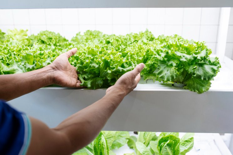 Vertical farms reach a tipping point