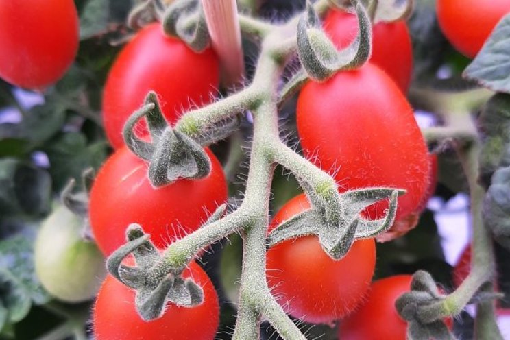 Registration Autonomous Greenhouse Challenge extended Registration Autonomous Greenhouse Challenge extended