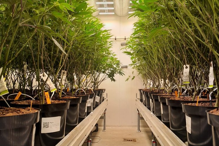 Bosman Van Zaal launches innovative Cannabis Grow Container
