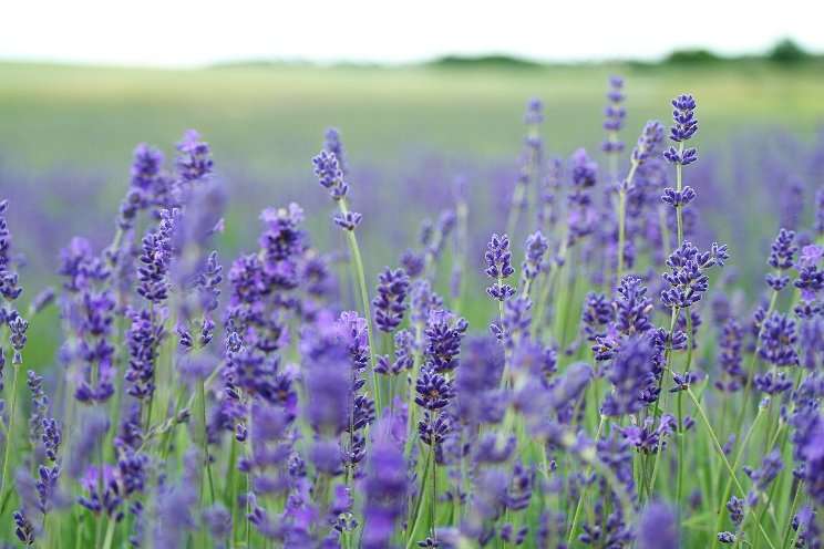 Think you can't grow lavender? Think again! Think you can't grow lavender? Think again!