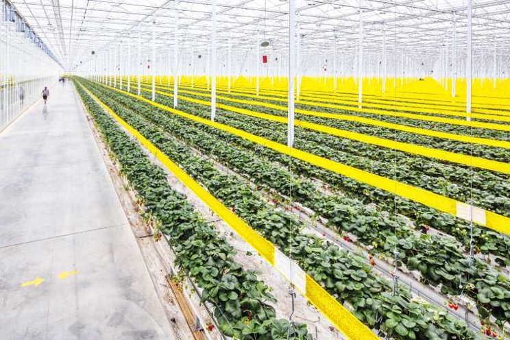 Mastronardi acquires Intergrow’s NY greenhouse facilities Mastronardi acquires Intergrow’s NY greenhouse facilities