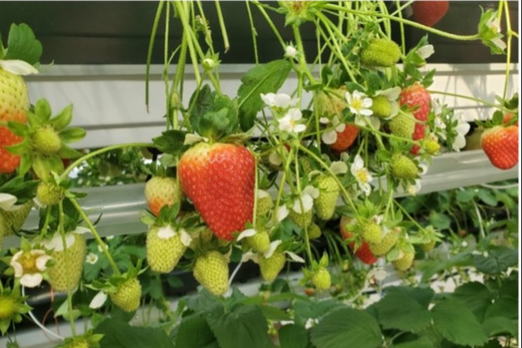 The benefits of growing strawberries with SOLLUM
