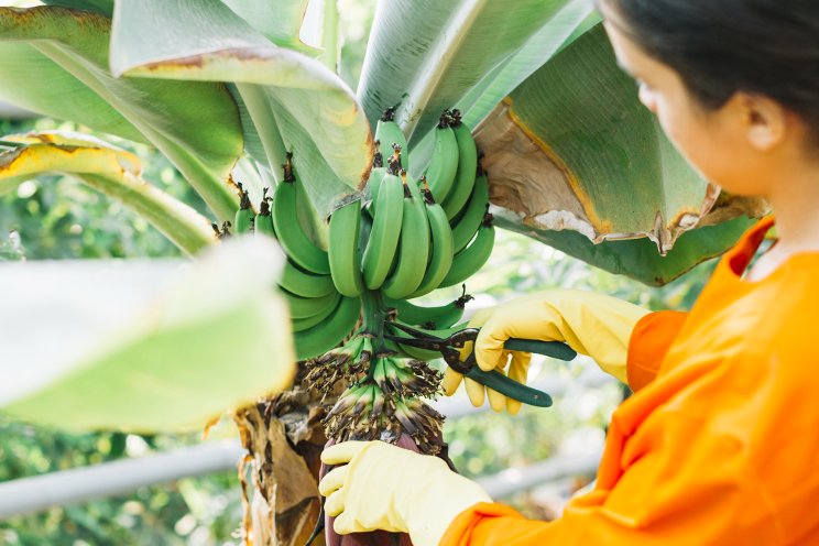 The groundbreaking disease-resistant banana variety, 'Yelloway One' The groundbreaking disease-resistant banana variety, 'Yelloway One'
