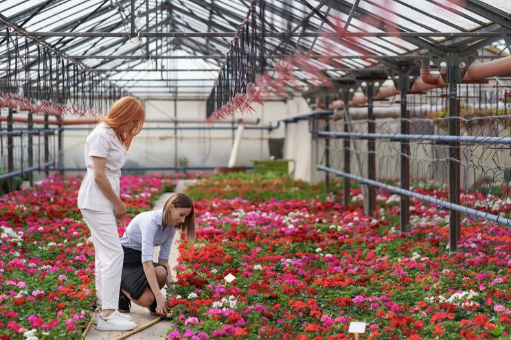 Teamwork drives success at Babikow Greenhouses