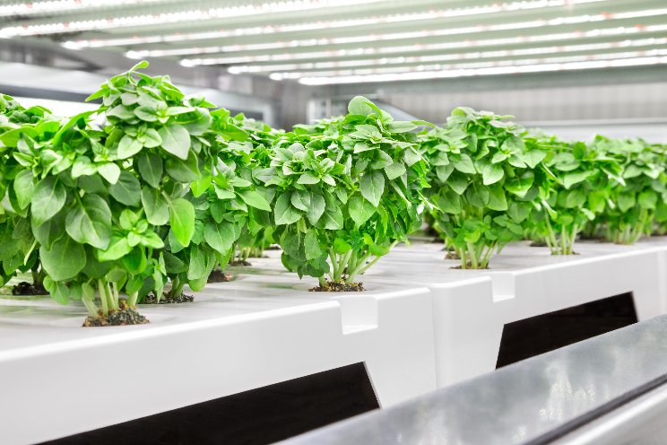 Vertical farming has found its fatal flaw Vertical farming has found its fatal flaw