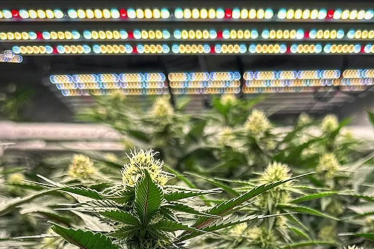 How reliable lighting impacts commercial profits - Hortimedia