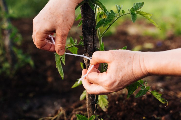 Agroforestry: a growing trend in sustainable farming Agroforestry: a growing trend in sustainable farming