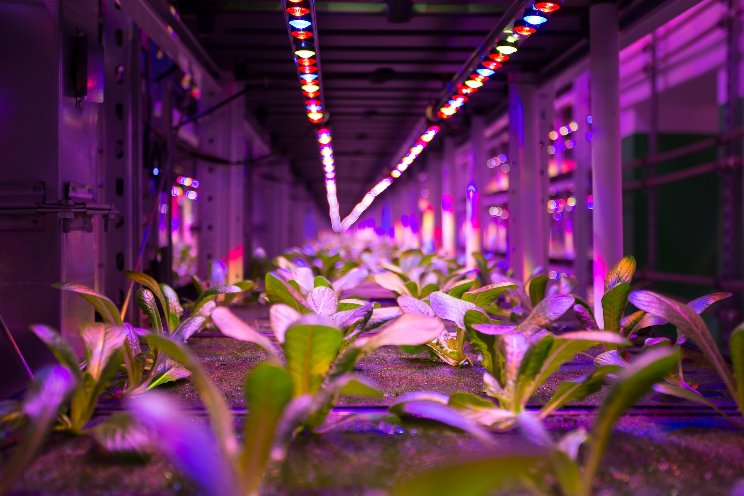 Is VF the answer to our global food supply problem? Is VF the answer to our global food supply problem?